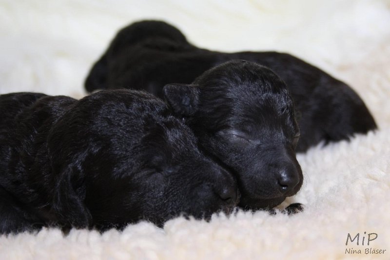 2011-05-07 Puppies Candy & Svet (28).jpg